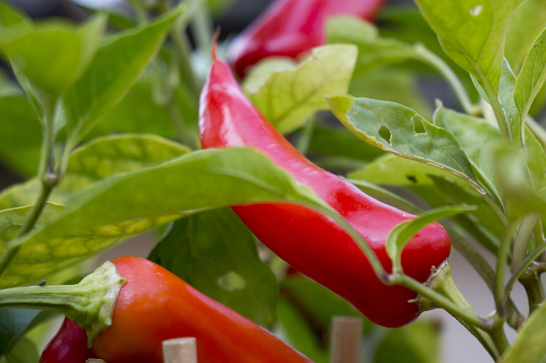 LA TOSCANE D'AUVERGNE LA TOSCANE D'AUVERGNE