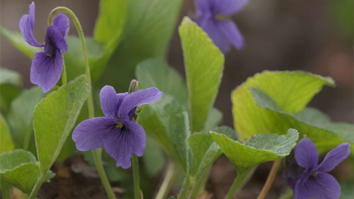 Les plantes sauvages comestibles de la Toscane d’Auvergne