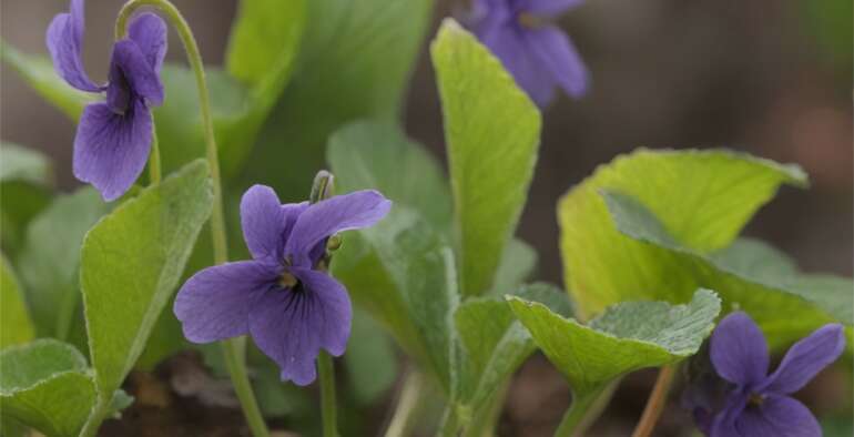 Les plantes sauvages comestibles de la Toscane d’Auvergne