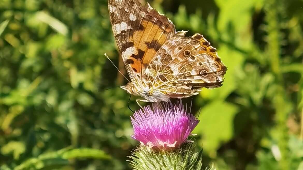 Les papillons de la Toscane d’Auvergne