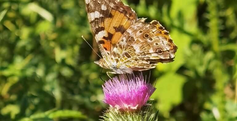 Les papillons de la Toscane d’Auvergne