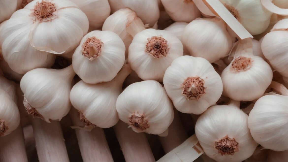 L’ail rose de Billom, un trésor de la Toscane d’Auvergne