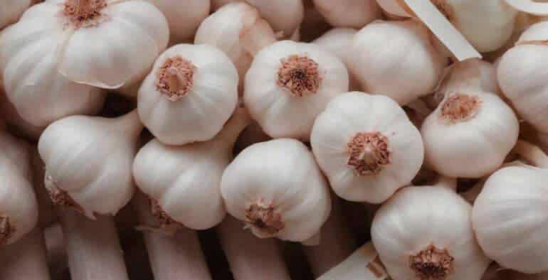 L’ail rose de Billom, un trésor de la Toscane d’Auvergne